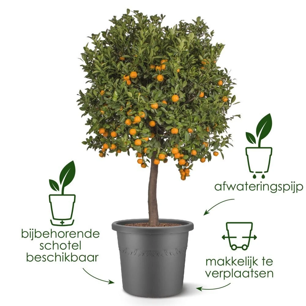 Elho Algarve Cilindro 58cm Tijmgroen 5 Elho Algarve Cilindro 58cm Tijmgroen - Afbeelding 3