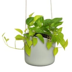 Elho B.for Swing 18 Cm Groen -Buitentuin elho b for swing 18 cm groen 1000x1000 64aebb4969b30 l