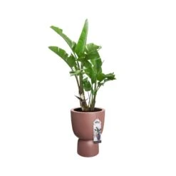 Elho Bloempot Pure Coupe 35cm Bruin -Buitentuin elho bloempot pure coupe 35cm bruin 800x800 620e3cff2097b l