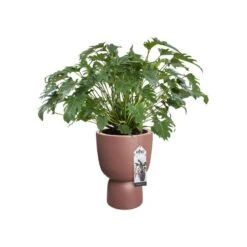 Elho Bloempot Pure Coupe 35cm Bruin -Buitentuin elho bloempot pure coupe 35cm bruin 800x800 620e3cffa9d9c l