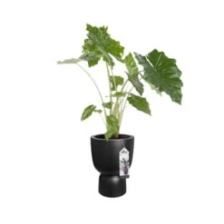 Elho Bloempot Pure Coupe 41cm Zwart 11 Elho Bloempot Pure Coupe 41cm Zwart -Buitentuin elho bloempot pure coupe 41cm zwart 800x800 620e3cf895f7e l