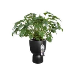 Elho Bloempot Pure Coupe 41cm Zwart 12 Elho Bloempot Pure Coupe 41cm Zwart -Buitentuin elho bloempot pure coupe 41cm zwart 800x800 620e3cf8d370f l