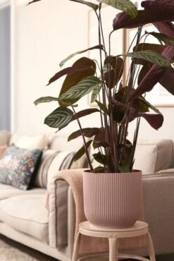 Elho Bloempot Vibes Fold Rond 30cm Roze 14 Elho Bloempot Vibes Fold Rond 30cm Roze -Buitentuin elho bloempot vibes fold rond 30cm roze 534x800 620e3ce1f0c6b l