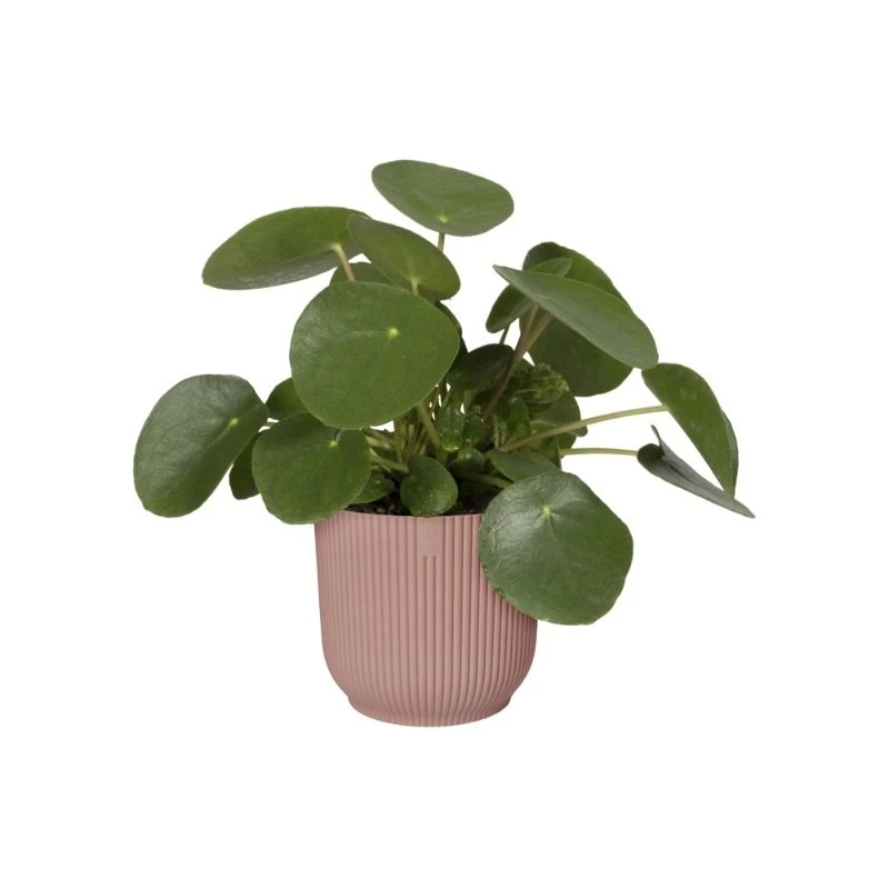 Elho Bloempot Vibes Fold Rond 30cm Roze 4 Elho Bloempot Vibes Fold Rond 30cm Roze - Afbeelding 2