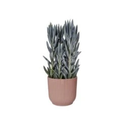 Elho Bloempot Vibes Fold Rond 30cm Roze 11 Elho Bloempot Vibes Fold Rond 30cm Roze -Buitentuin elho bloempot vibes fold rond 30cm roze 800x800 620e3ce13aac2 l