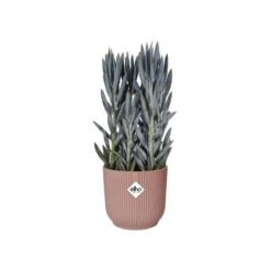 Elho Bloempot Vibes Fold Rond 30cm Roze 12 Elho Bloempot Vibes Fold Rond 30cm Roze -Buitentuin elho bloempot vibes fold rond 30cm roze 800x800 620e3ce175f4e l