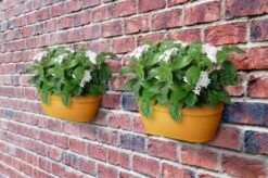 Elho Plantenbak Vibia Campana Wall Basket 35cm Geel 9 Elho Plantenbak Vibia Campana Wall Basket 35cm Geel -Buitentuin elho plantenbak vibia campana wall basket 35cm geel 800x530 620e3d2c2427b l