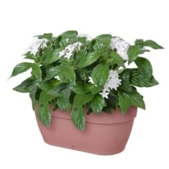 Elho Plantenbak Vibia Campana Wall Basket 35cm Roze 9 Elho Plantenbak Vibia Campana Wall Basket 35cm Roze -Buitentuin elho plantenbak vibia campana wall basket 35cm roze 800x800 620e3d2f90904 l
