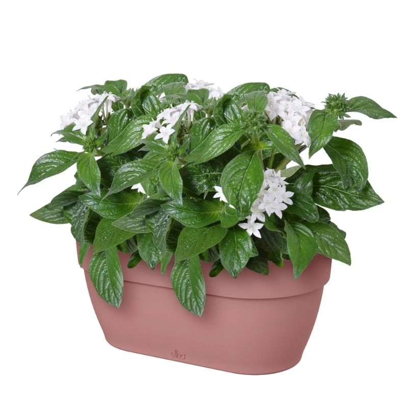 Elho Plantenbak Vibia Campana Wall Basket 35cm Roze 6 Elho Plantenbak Vibia Campana Wall Basket 35cm Roze - Afbeelding 4