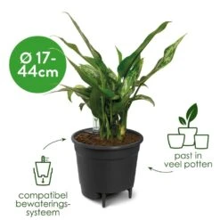 Elho Self-watering Insert 21cm Living Black -Buitentuin elho self watering insert 21cm living black 1000x1000 683d913b21cad l
