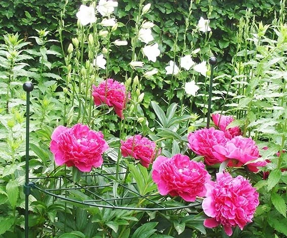 Groeiraster Rond 40 Cm 4 Groeiraster Rond 40 Cm - Afbeelding 2