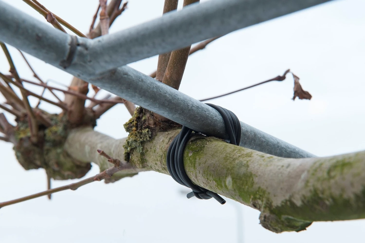 Nature Bindbuis Zwart Ø3mmx50m 4 Nature Bindbuis Zwart Ø3mmx50m - Afbeelding 2