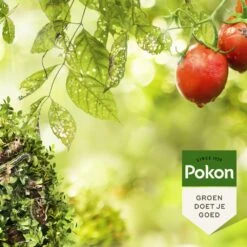 Pokon Tegen Hardnekkige Insecten Insect-Plus Concentraat 250ml -Buitentuin pokon tegen hardnekkige insecten insect plus concentraat 250 1000x1000 663b340fdb2f1 l