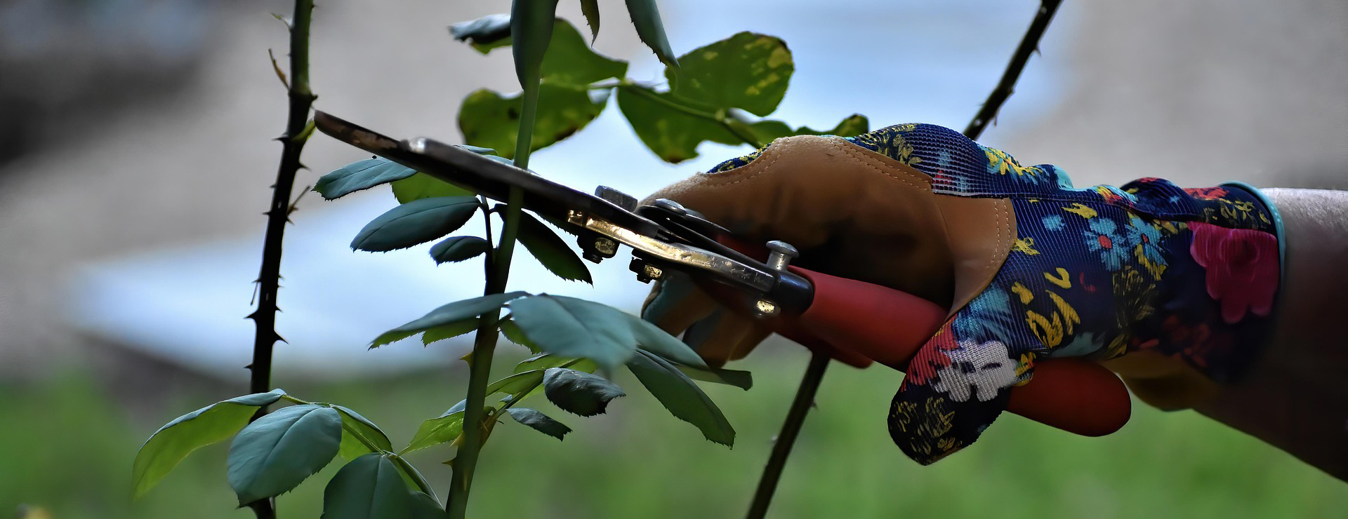 Buitentuin -Buitentuin rose pruning 7470829 1920