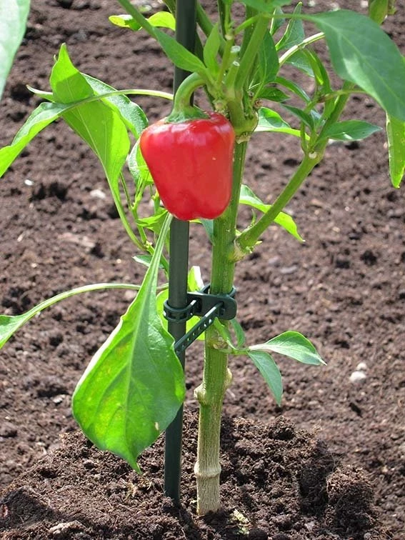 Rubber Plantenbinder / 15 Stuks 25 Cm 5 Rubber Plantenbinder / 15 Stuks 25 Cm - Afbeelding 3