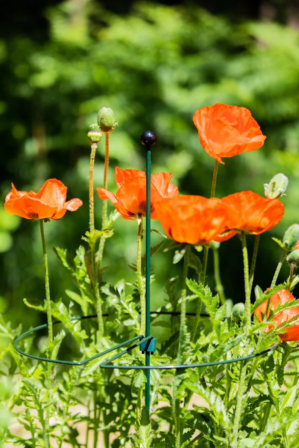 Steunring Centrisch Rond 40 Cm 4 Steunring Centrisch Rond 40 Cm - Afbeelding 2